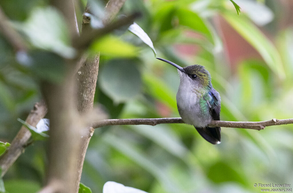 Crowned Woodnymph female