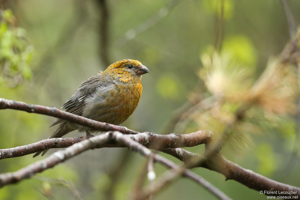 Pine Grosbeak female adult