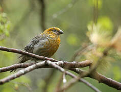 Pine Grosbeak