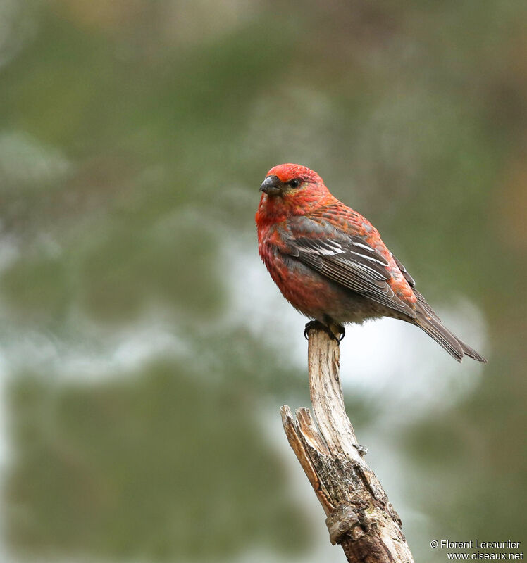 Pine Grosbeak male adult breeding