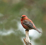 Pine Grosbeak