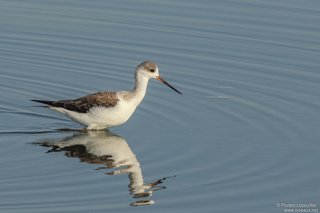 Black-winged Stilt