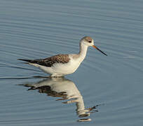 Black-winged Stilt