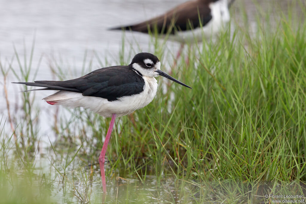 Black-necked Stilt