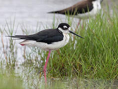 Black-necked Stilt