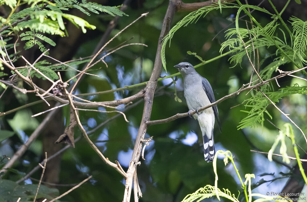 Black-winged Cuckooshrike female