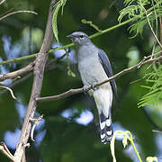 Black-winged Cuckooshrike