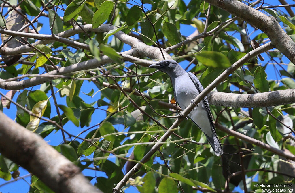 Échenilleur de Macé