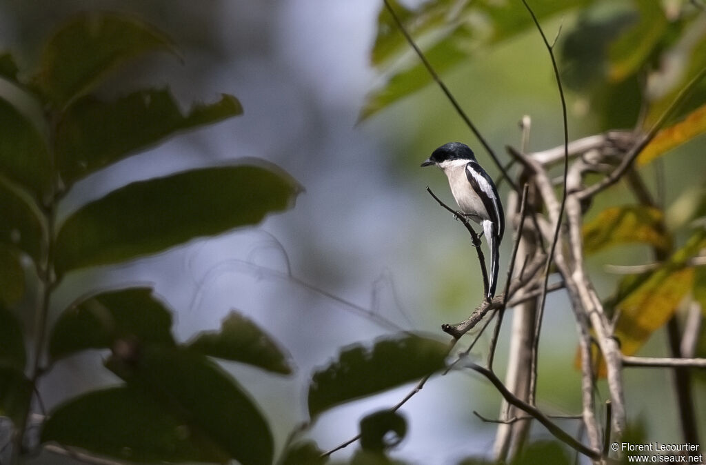 Bar-winged Flycatcher-shrike