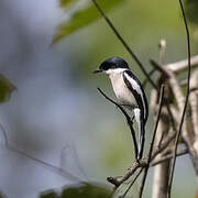 Bar-winged Flycatcher-shrike