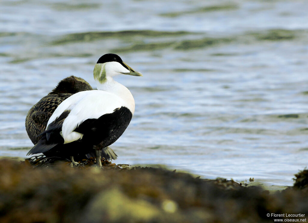 Common Eideradult