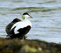 Common Eider