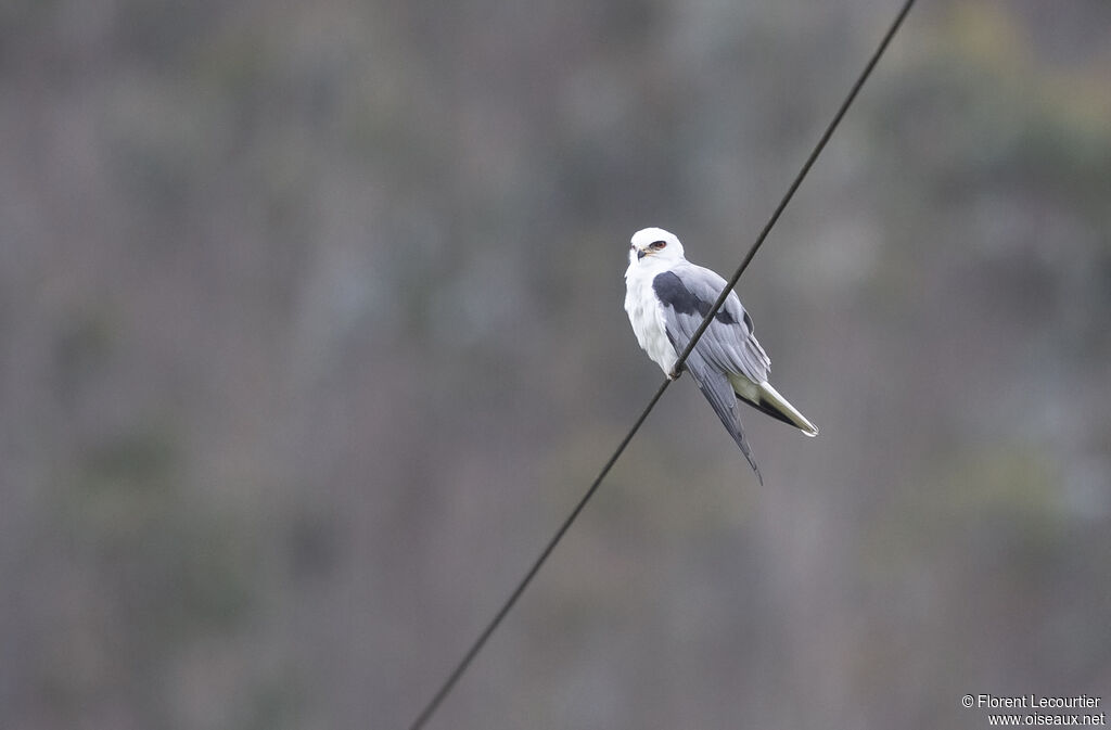 White-tailed Kite