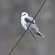 White-tailed Kite