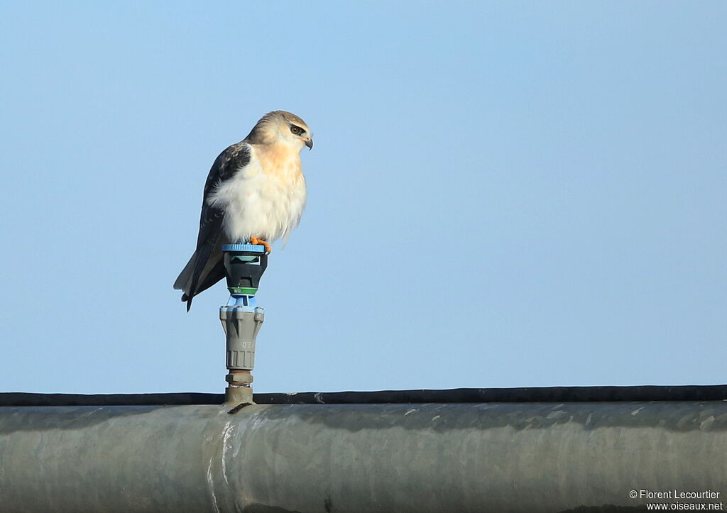 Black-winged Kiteimmature