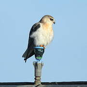 Black-winged Kite