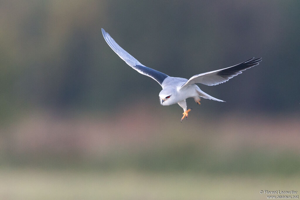 Black-winged Kite male adult