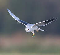 Black-winged Kite