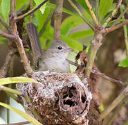 Yellow-bellied Elaenia