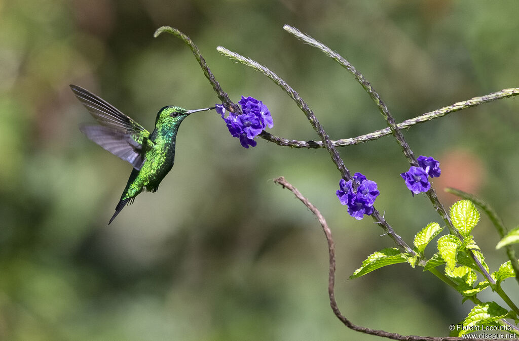 Blue-tailed Emerald male