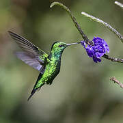 Blue-tailed Emerald