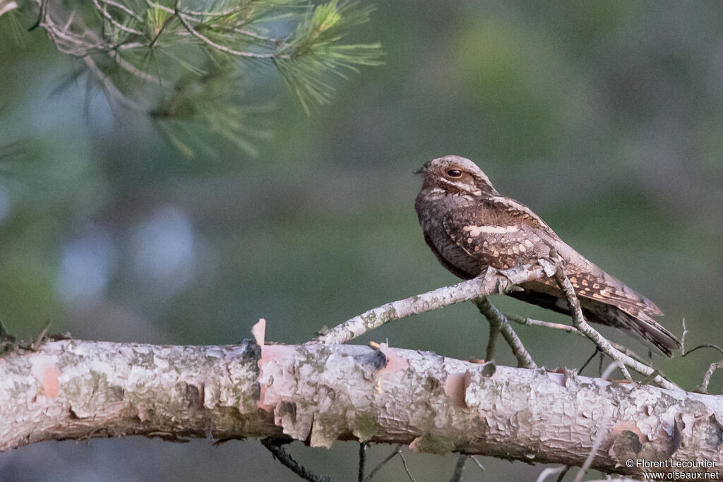 European Nightjar