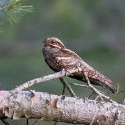 European Nightjar