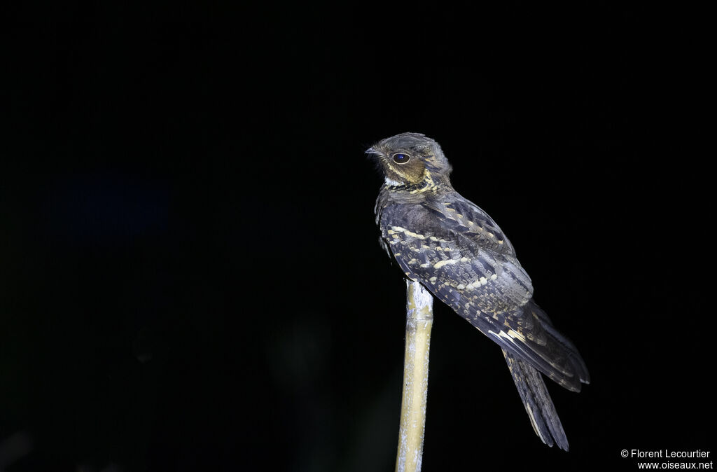 Large-tailed Nightjar