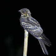 Large-tailed Nightjar