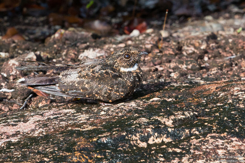 Blackish Nightjar