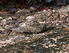 Blackish Nightjar