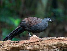 Mountain Peacock-Pheasant