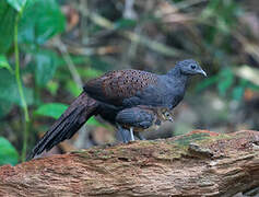 Mountain Peacock-Pheasant