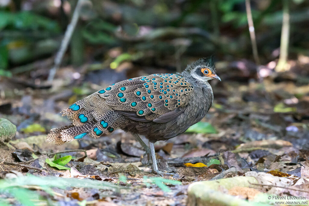 Malayan Peacock-Pheasant male