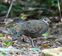 Malayan Peacock-Pheasant