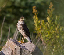 Cooper's Hawk