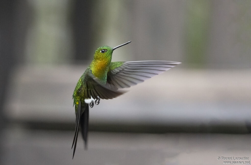 Golden-breasted Puffleg