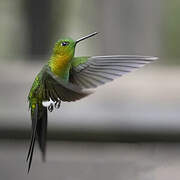 Golden-breasted Puffleg