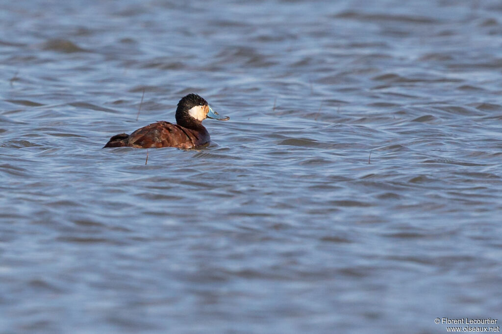 Ruddy Duck male