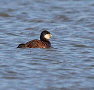 Ruddy Duck