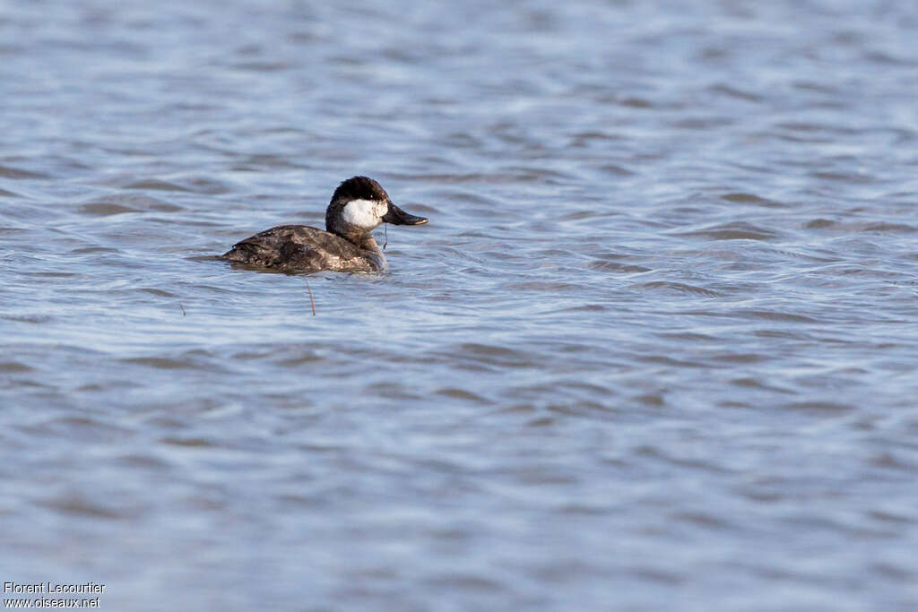 Ruddy Duck male adult post breeding, pigmentation, feeding habits, fishing/hunting