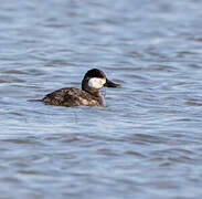 Ruddy Duck