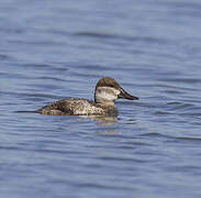 Ruddy Duck