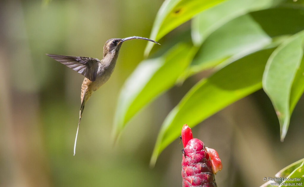 Long-billed Hermit