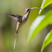 Long-billed Hermit