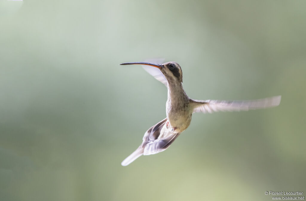 Pale-bellied Hermit