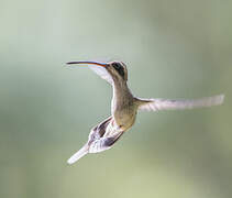 Pale-bellied Hermit