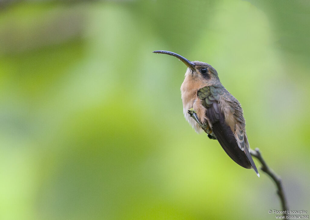 Bronzy Hermit