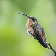 Bronzy Hermit