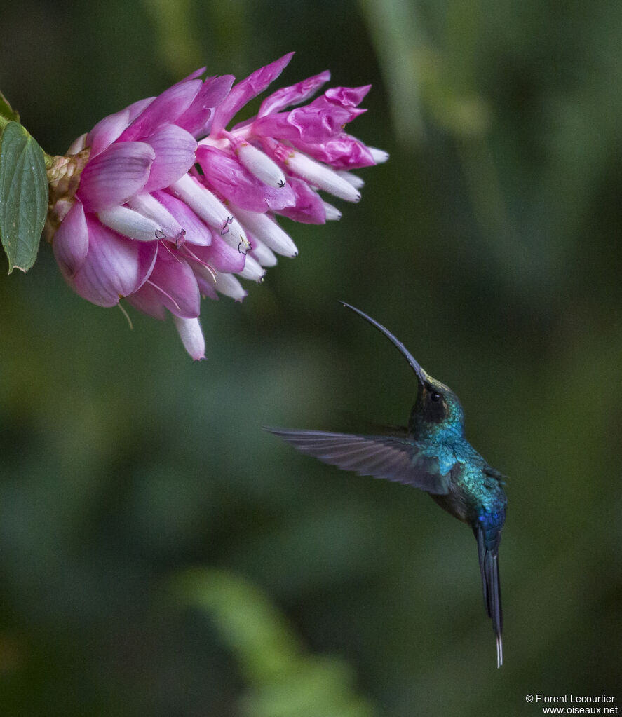 Green Hermit